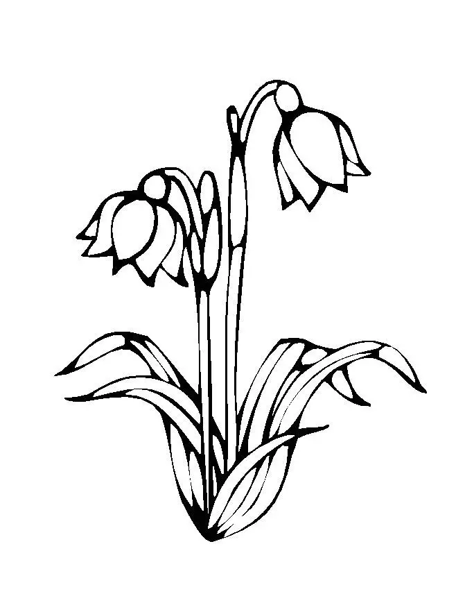 Flower Colouring Sheets 1