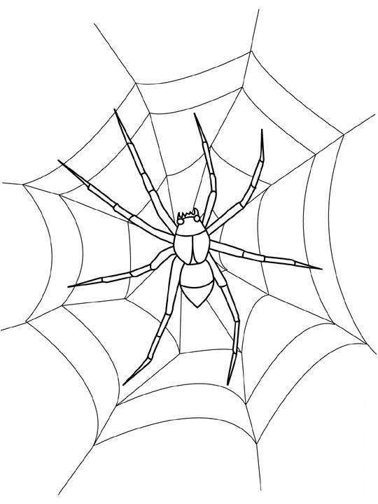 Spider Colouring Printable 2