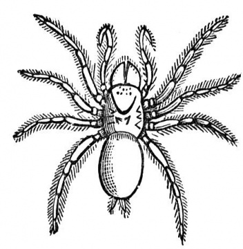 Spider Colouring Printable 3