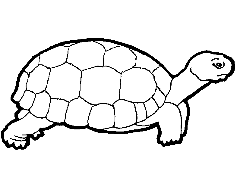 Turtle Colouring Sheets 1